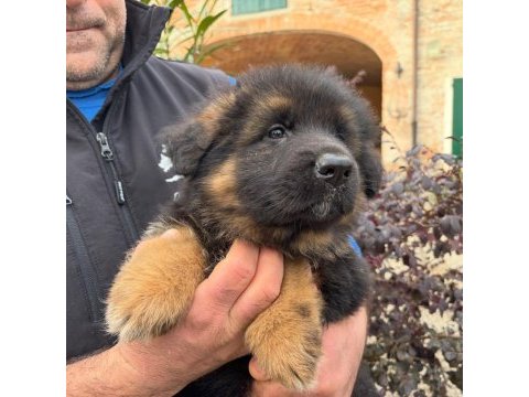 Alman çoban köpeği yavruları 