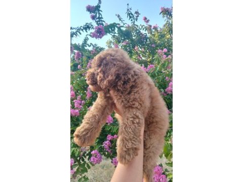 3 aylık dişi toy poodle