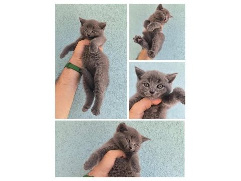 British shortair cins kedi anne ve yavruları sahiplendirme
