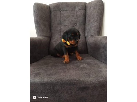 2 aylık dişi rottweiler mükemmel anatomi bayram öncesi acil