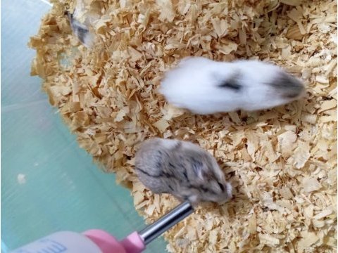 Hamster 1 aylık