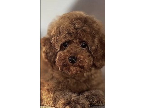 Toy poddle köpeklerimiz için ulaşın