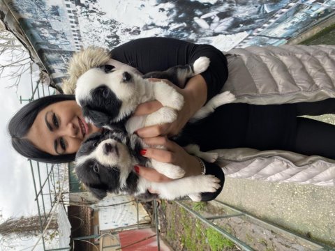 Zeka küpü border collie yavrularım