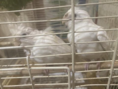 Eş albino sultan papağanı