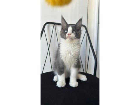 Mavi gözlü dev adam maine coon