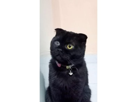 Ücretsiz scottish fold sahiplendirme