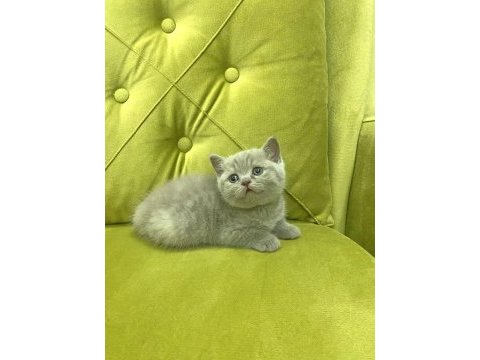 British shorthair lilac dişi