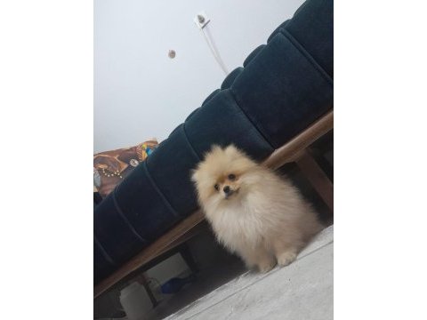 Pamuk pomeranian oğlumuzu sahiplendiriyoruz