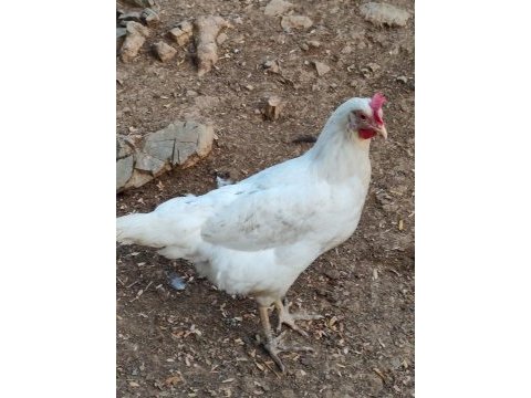 Yumurta tavuğu