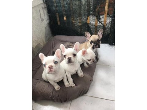 Sahibinden sağlıklı french bulldog yavruları