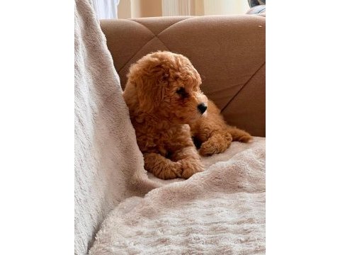 Erkek toy poodle