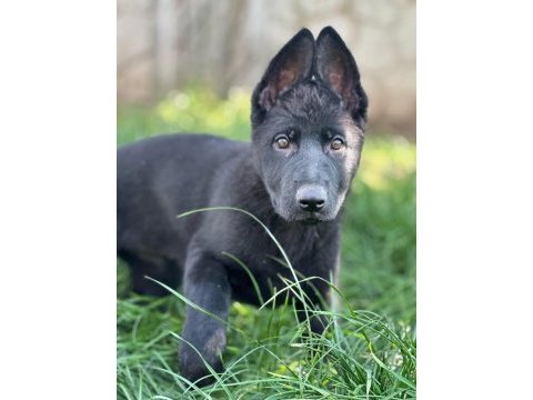 Showline longhair german shepherd