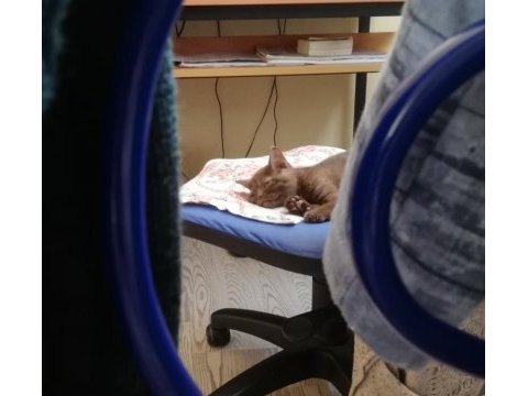Scottish fold minnoş ev arıyor