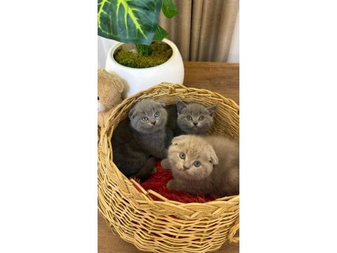 Top kafa scottish fold bebekler
