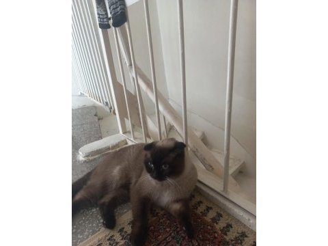Scottish fold beyaz gri