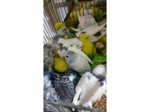 Rengarenk muhabbet kuşu bebekler