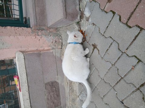 Ücretsiz ankara kedisi acil yuva