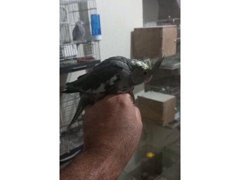 Sağlıklı ısırma huyu olmayan bebek sultanlar