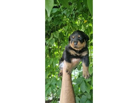 Big rottweiler yavrular