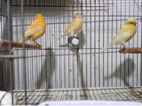 Yetişkin kanaryalar