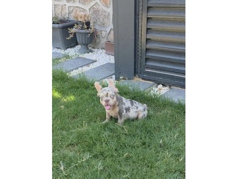 French bulldog köpeğimiz