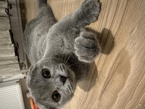 Scottish fold dişi ve erkek kediler