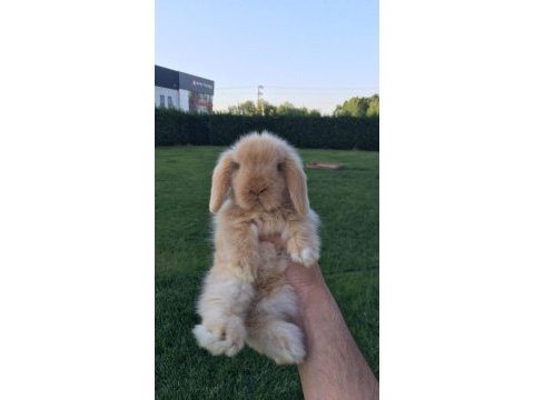 Evcil tavşan çiftliği - tüm şehirlere gönderim!