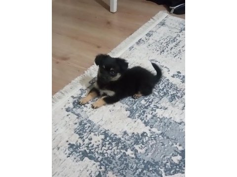 Annesi 0 no pekinez babası 1 no pinscher