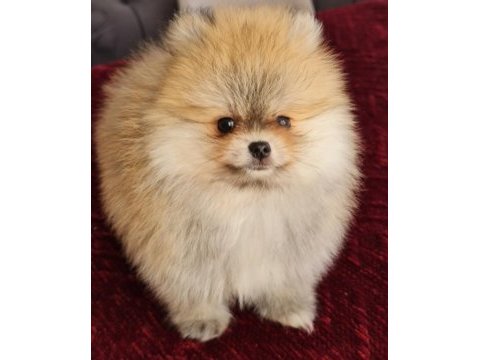 Show kalite pomeranian boo köpeği