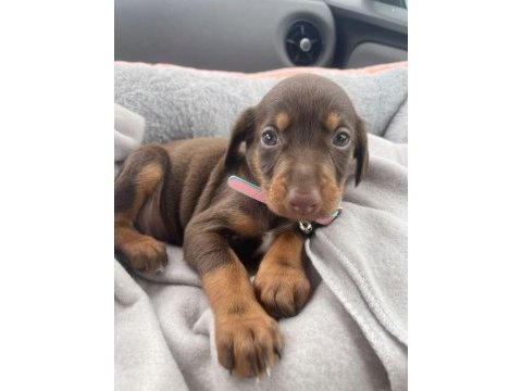 Üst kalite doberman yavrular