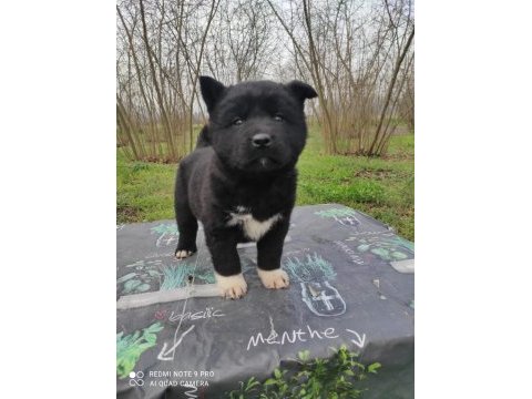 Amerikan akita yavrumuz yeni sahibini arıyor