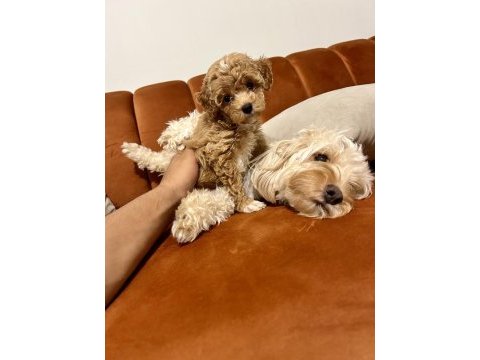 A kalite maltipoo bebekler