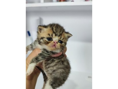 Safkan gold tabby exotic shorthair bebeklerimiz
