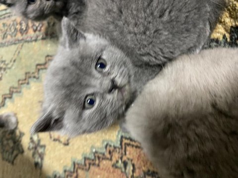 60 günlük british shorthair yavrular