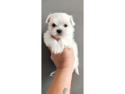 Minimal terrier kızlar