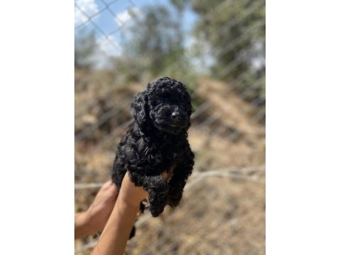 Siyah kırmızı erkek ve dişi poodle yavrularımız