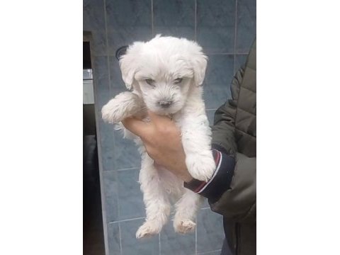 Maltese yavrular 0 numara
