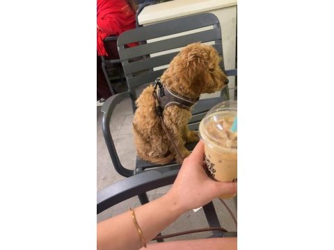 4 aylık poodle