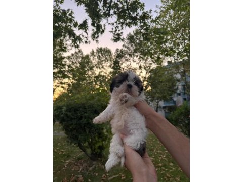 Yavru shih tzu sahiplendirilecek