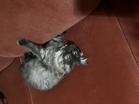 Yavru kedimiz british longhair