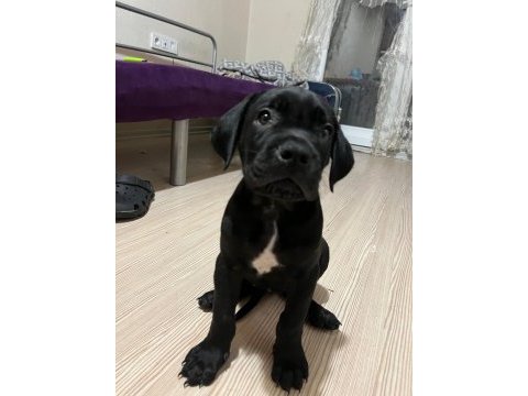 3 aylık cane corsa yeterince süt almış