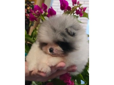 Mavi merle beyaz erkek pomeranian yavrusu