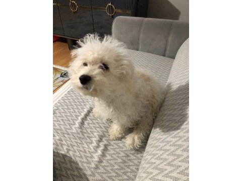 Sahiplendirilecek köpeğimiz