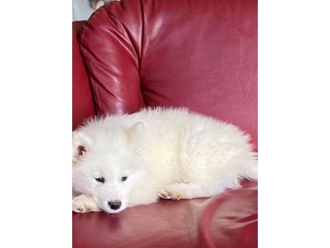 Harika samoyed bebeklerim
