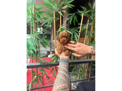 Orjinal ırk ve sağlık garantili poodle yavrular