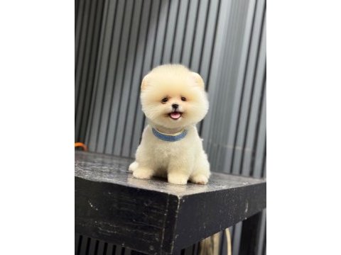 Sağlık ve ırk garantili pomeranian
