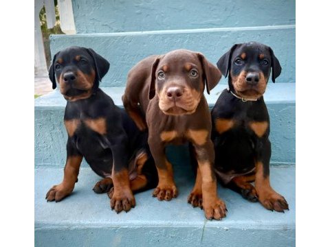 Türkiyenin en güvenilir çiftliğinden doberman