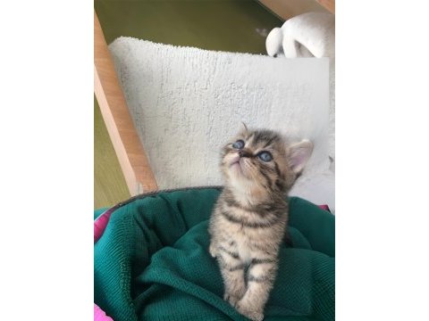2 aylık british shorthair