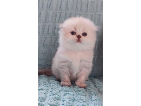 Kaliteli sağlıklı british longhair yavrular