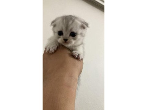 Teslime hazır 5 yavru 2 erkek 3 dişi scottish fold